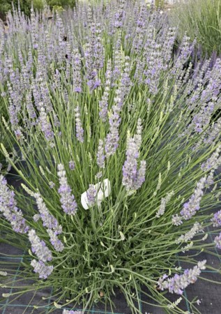 ЛАВАНДА середня Provаnce